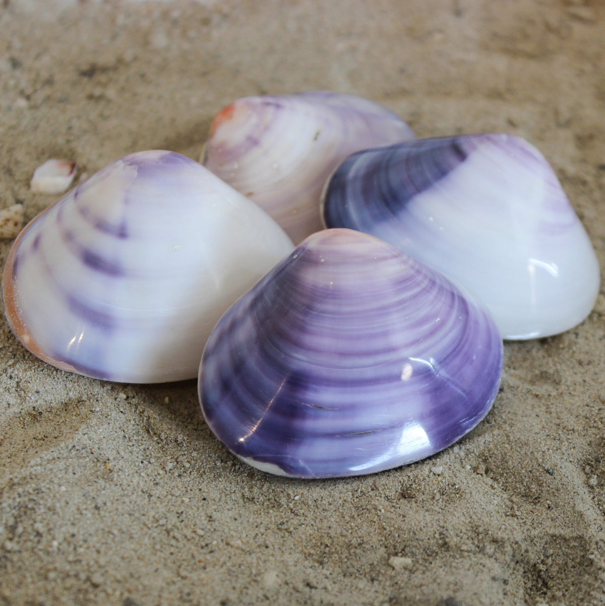 Conchas de almeja moradas