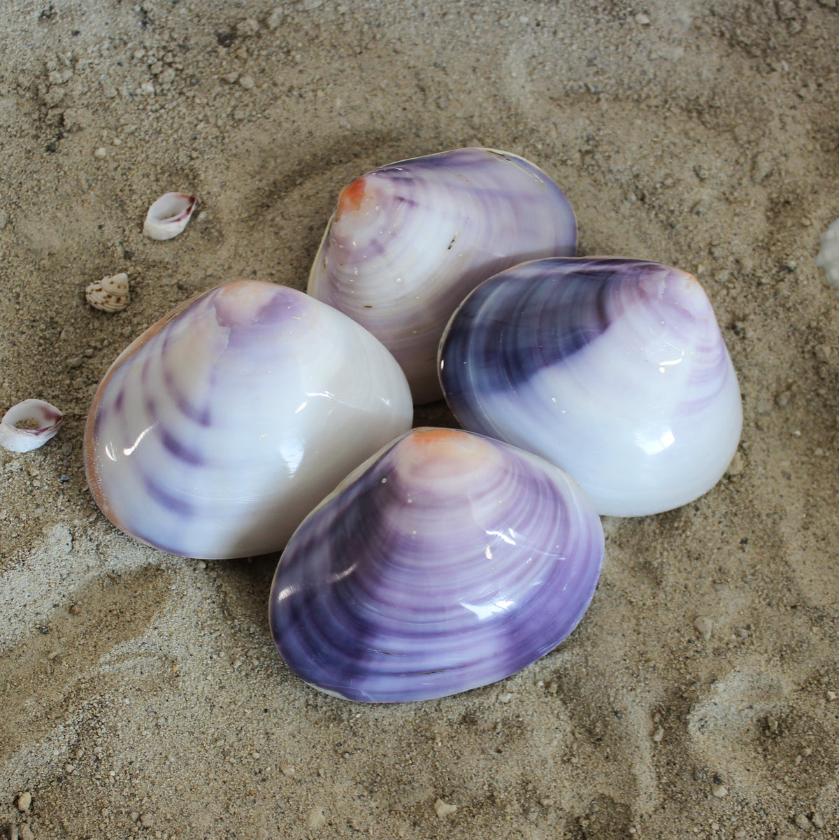 Conchas de almeja moradas