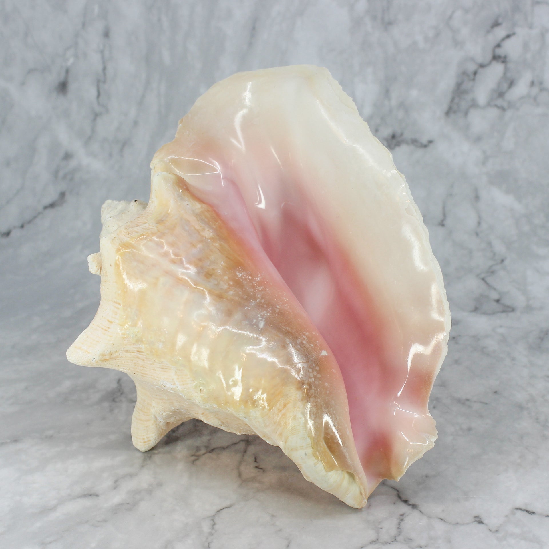 Pink Conch