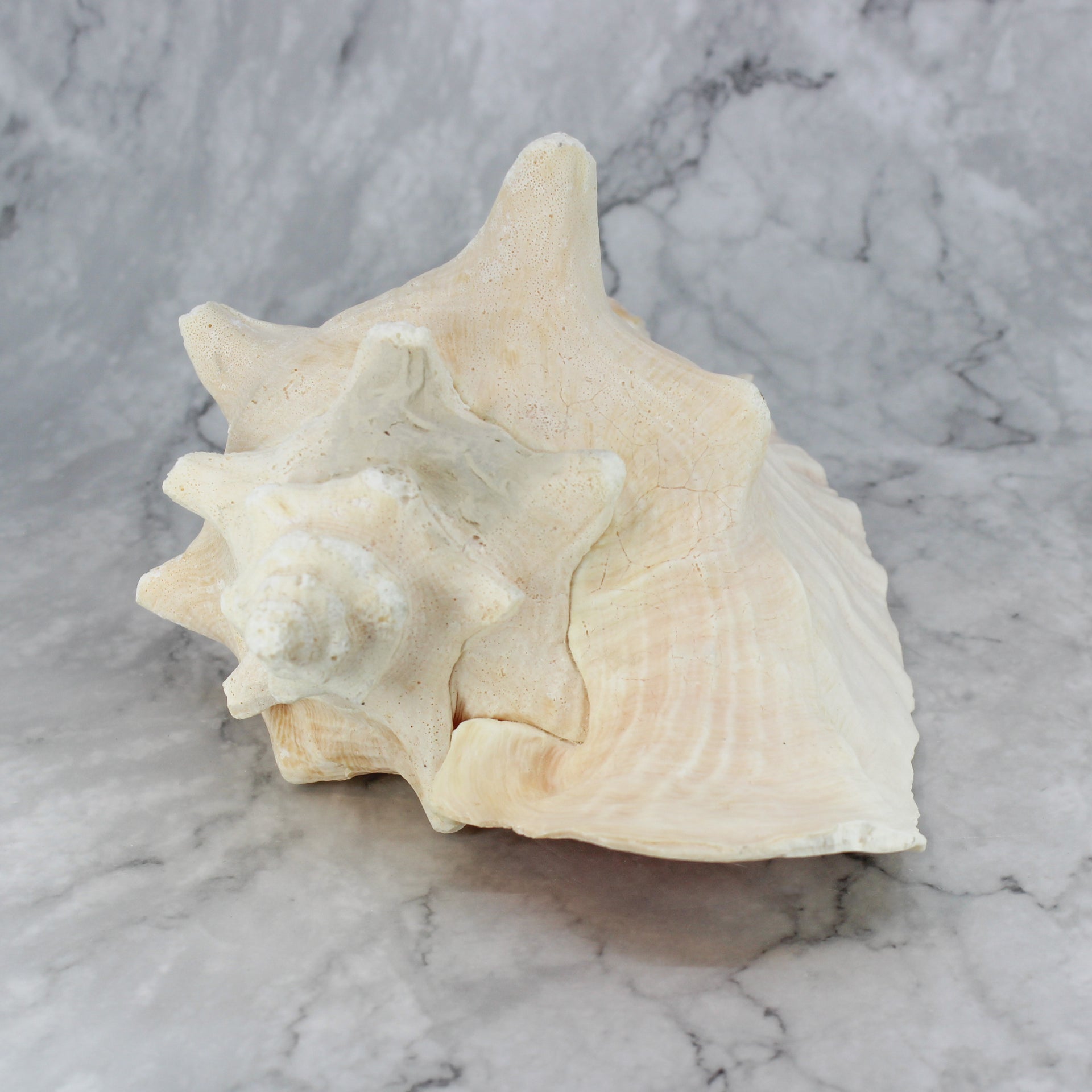 Pink Conch
