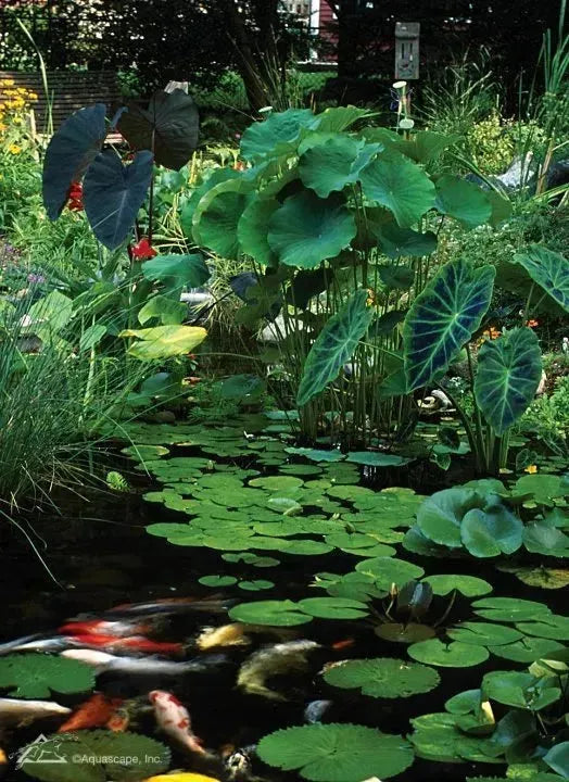 Heavy-Duty Aquatic Plant Pot