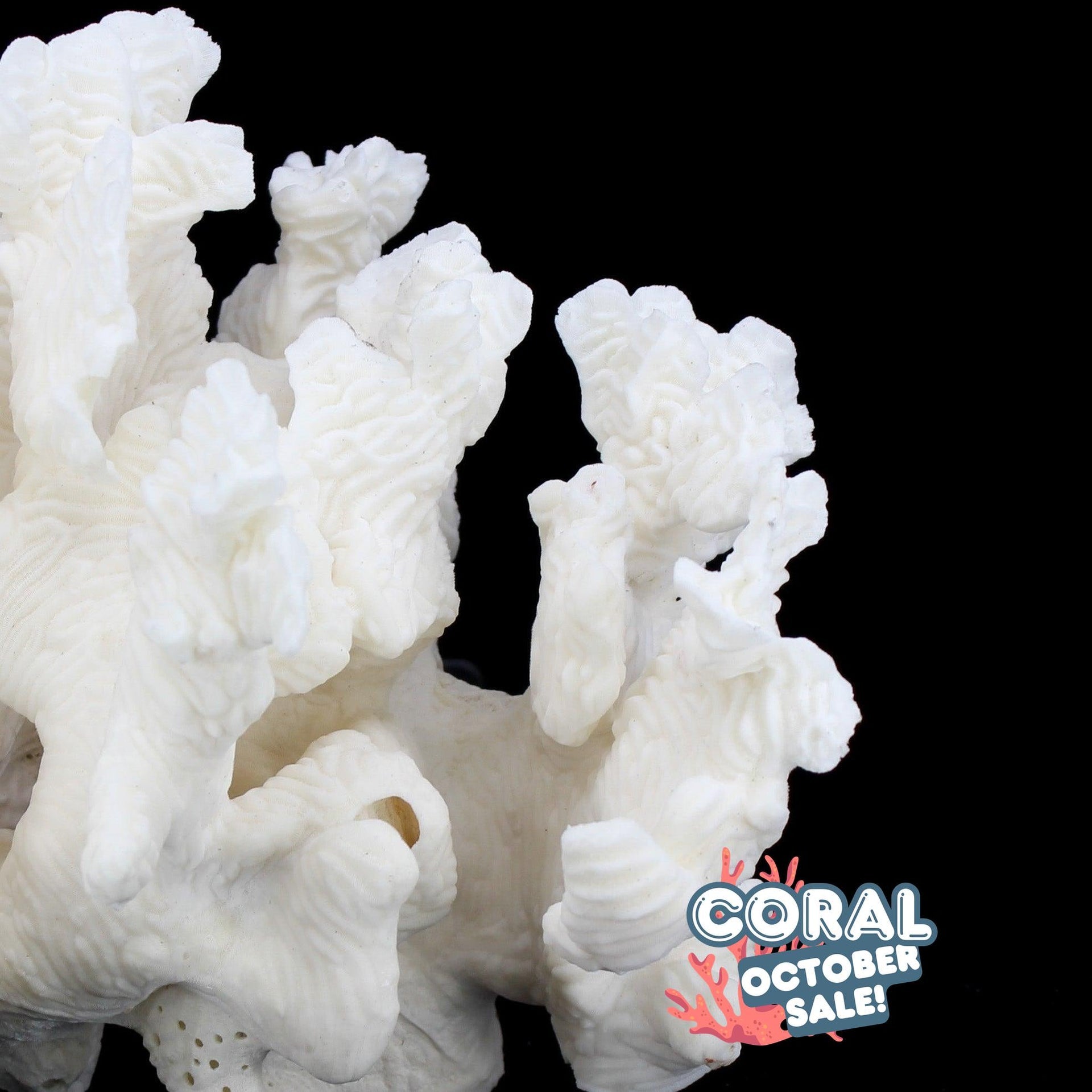 Rugosa Coral 7-10"