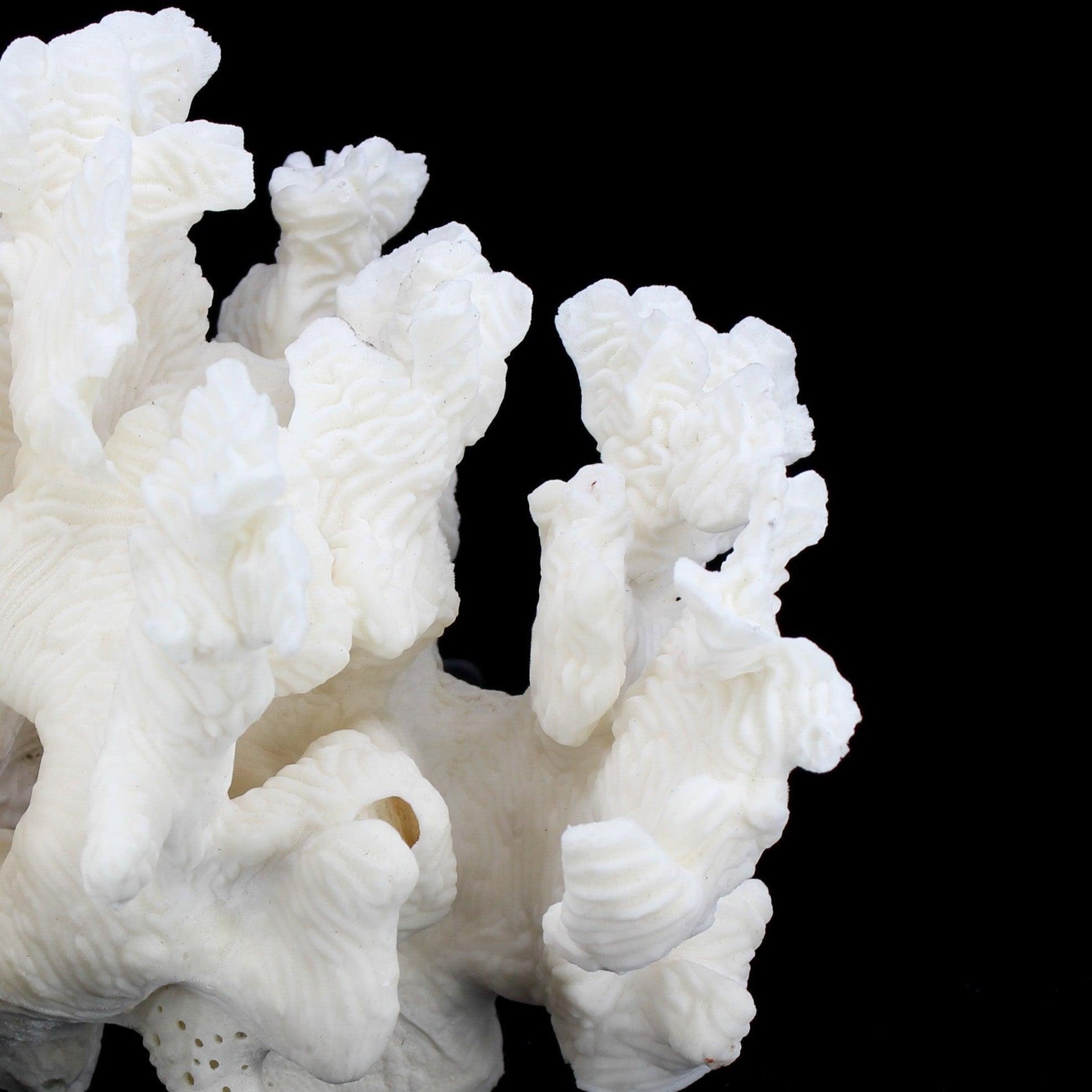 Coral rugoso de 7 a 10 pulgadas