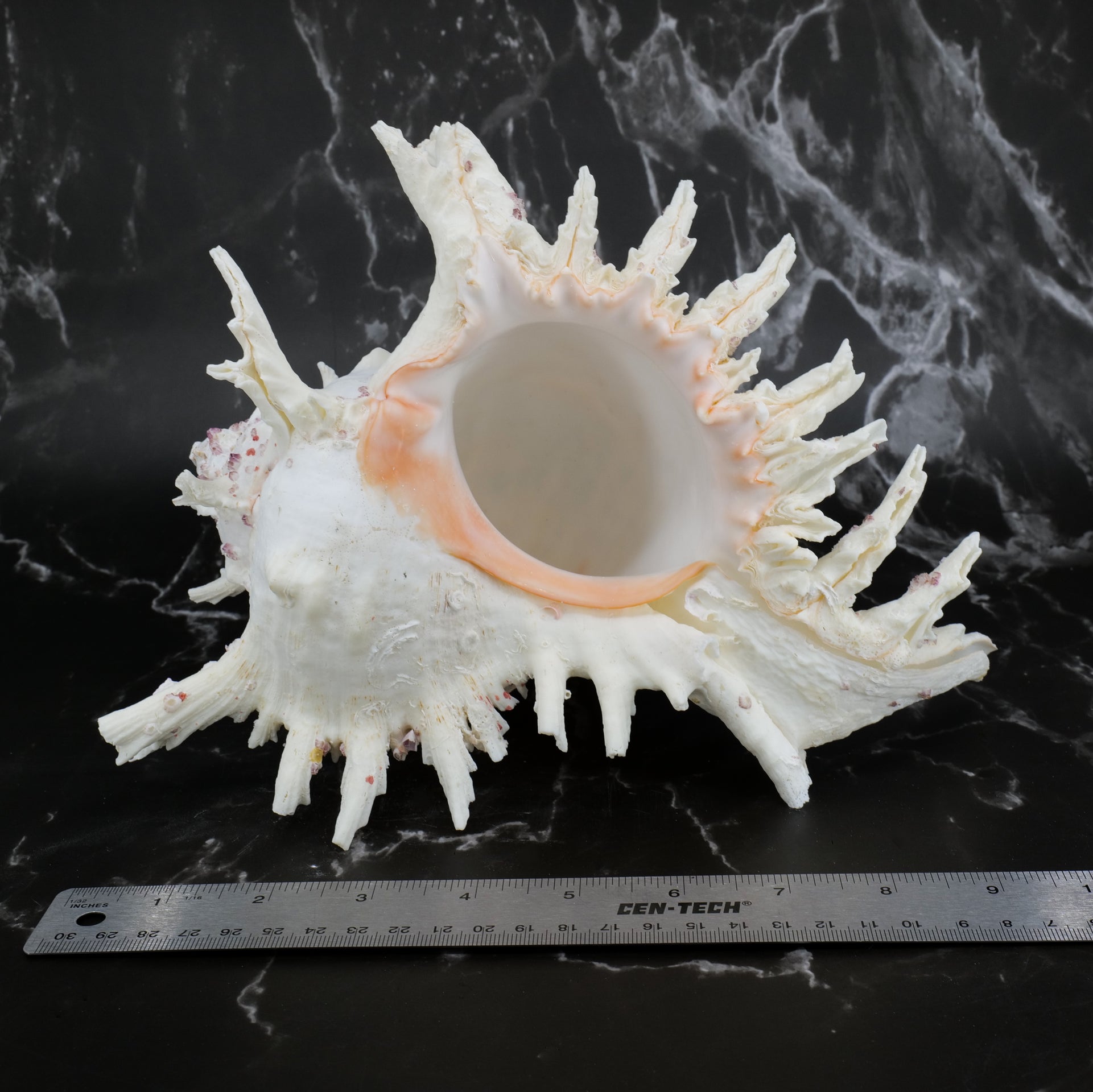 Ramose Murex