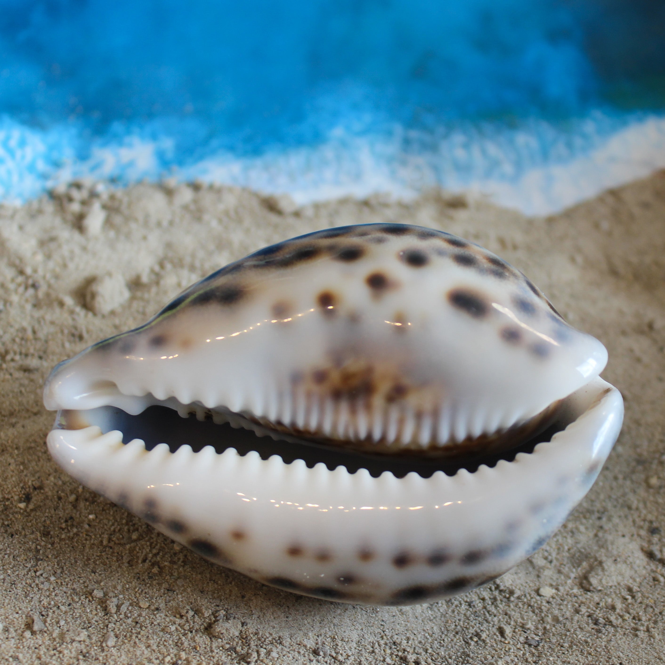 Tiger Cowrie 3-3.5"