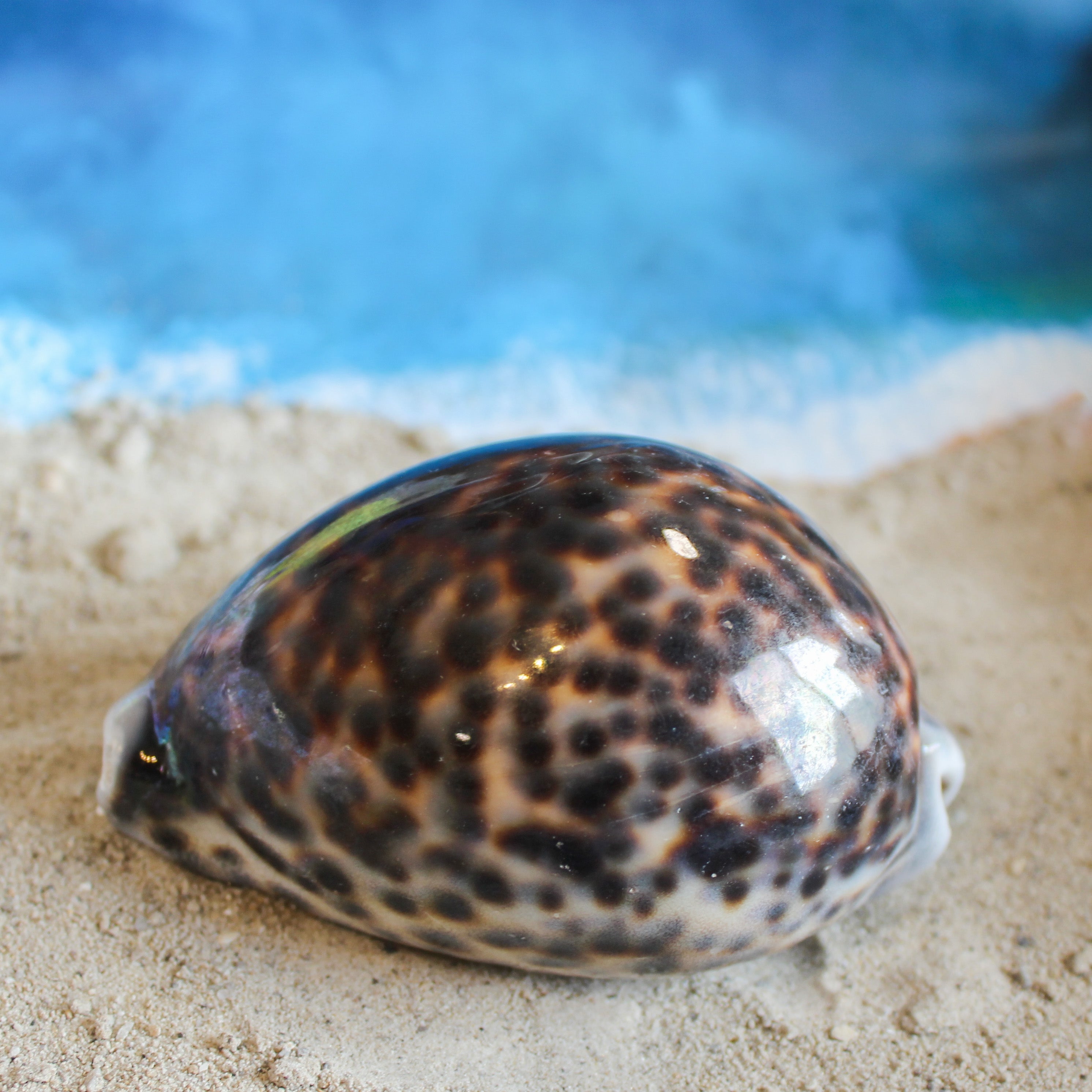 Tiger Cowrie 3-3.5"