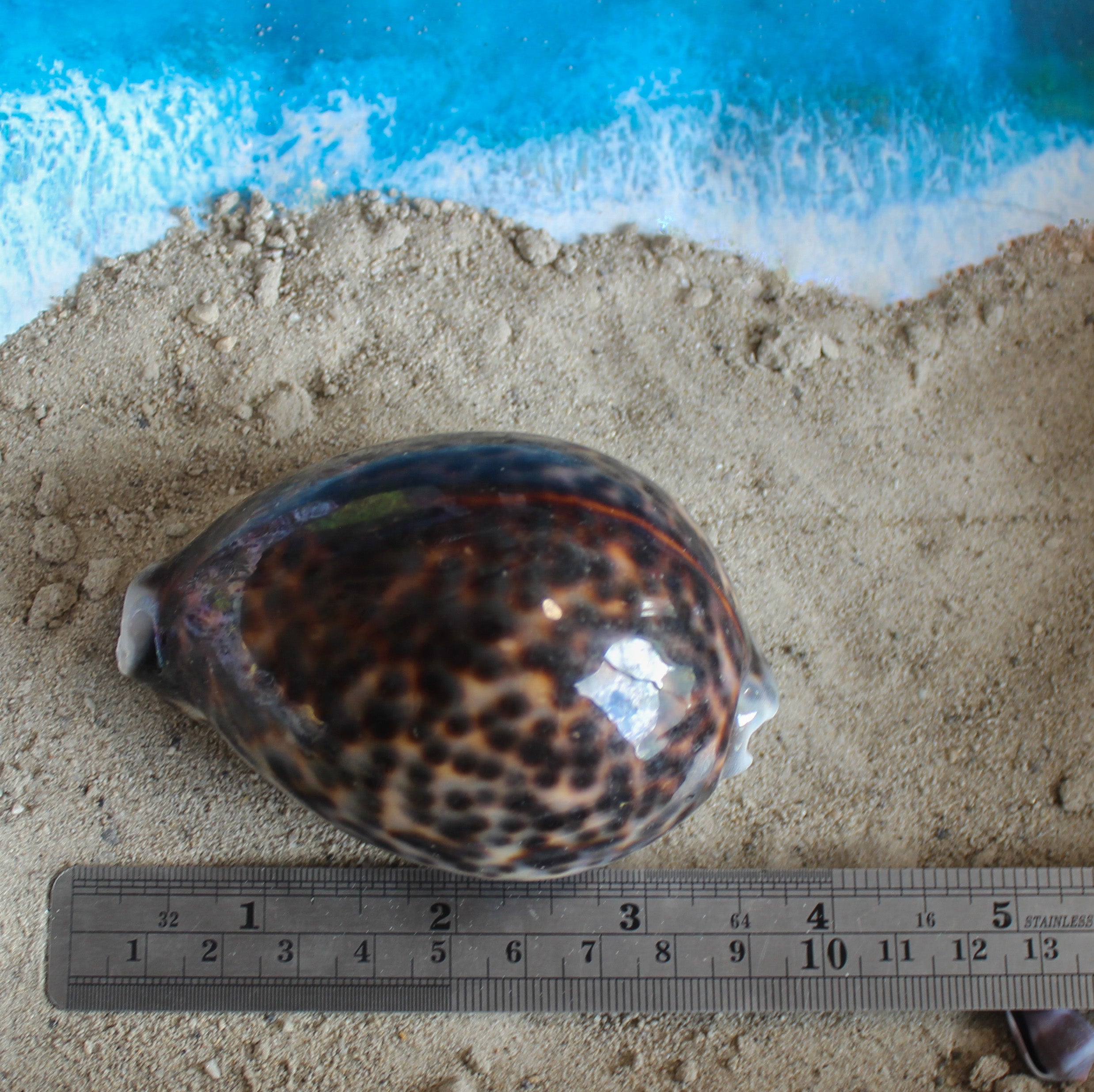 Tiger Cowrie 3-3.5"