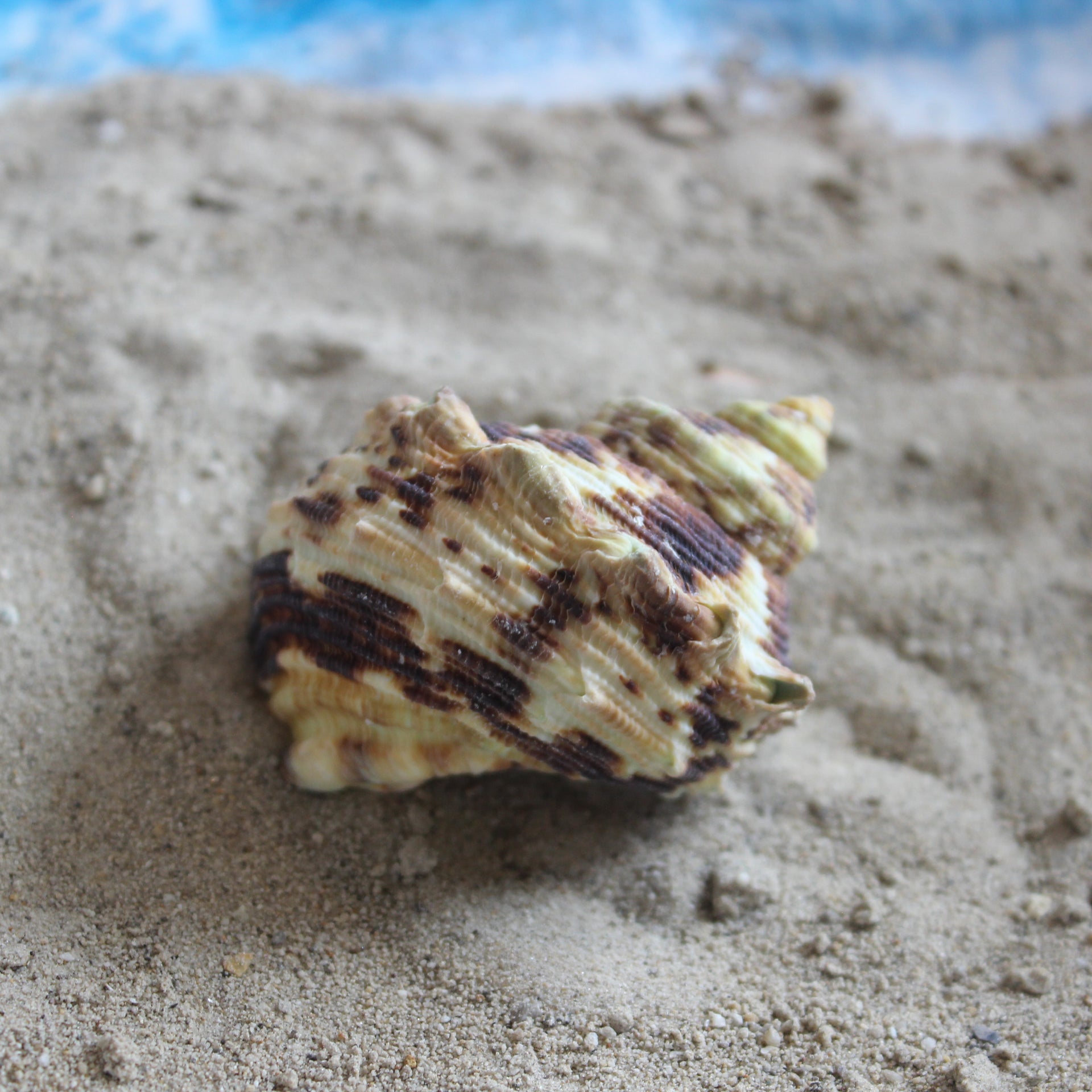 Unpolished Goldmouth Turbo 1.5-2"