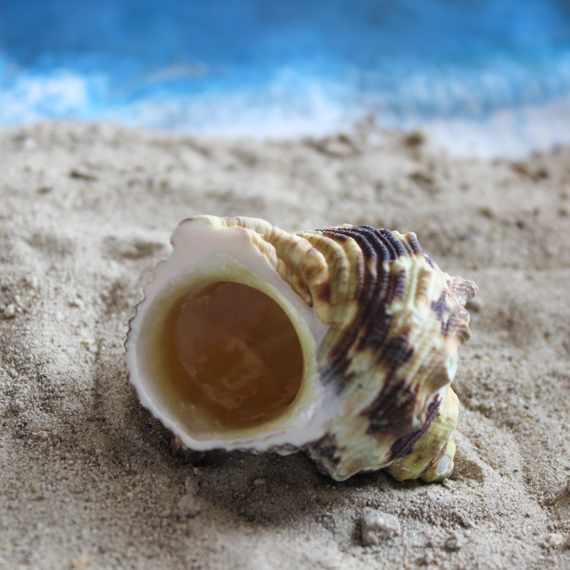 Unpolished Goldmouth Turbo 1.5-2"