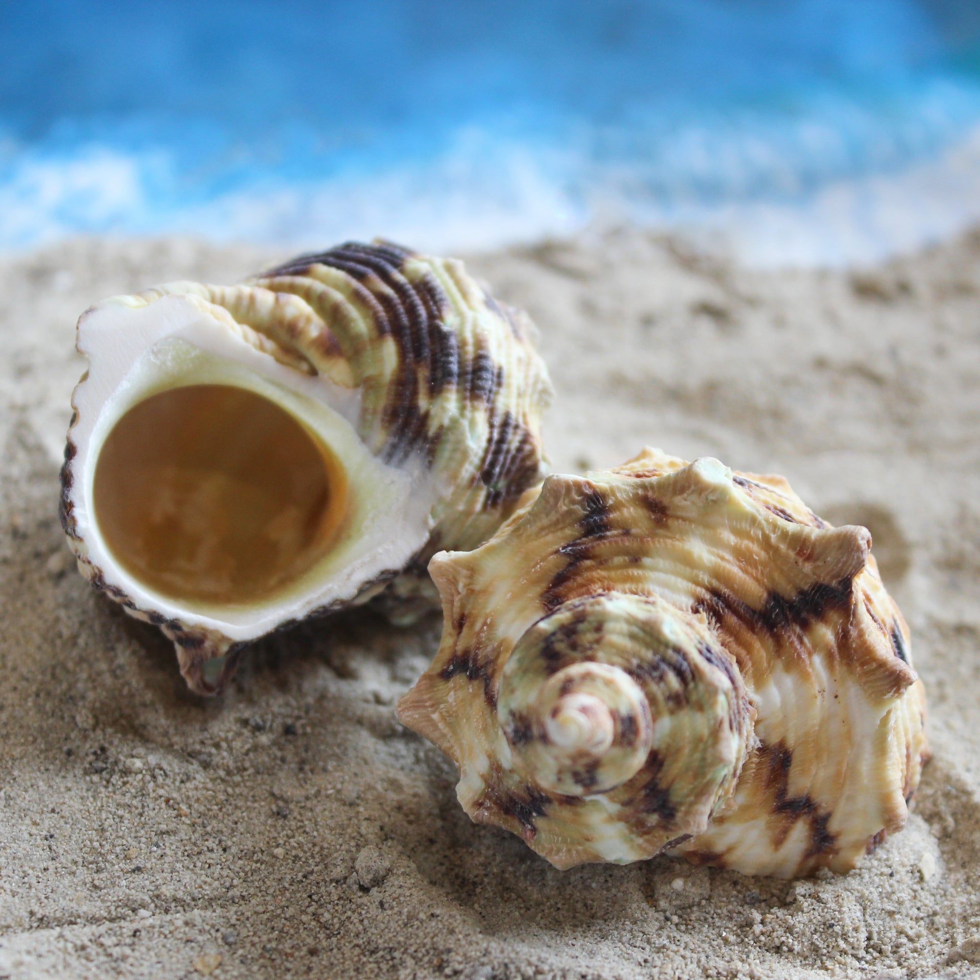 Unpolished Goldmouth Turbo 1.5-2"