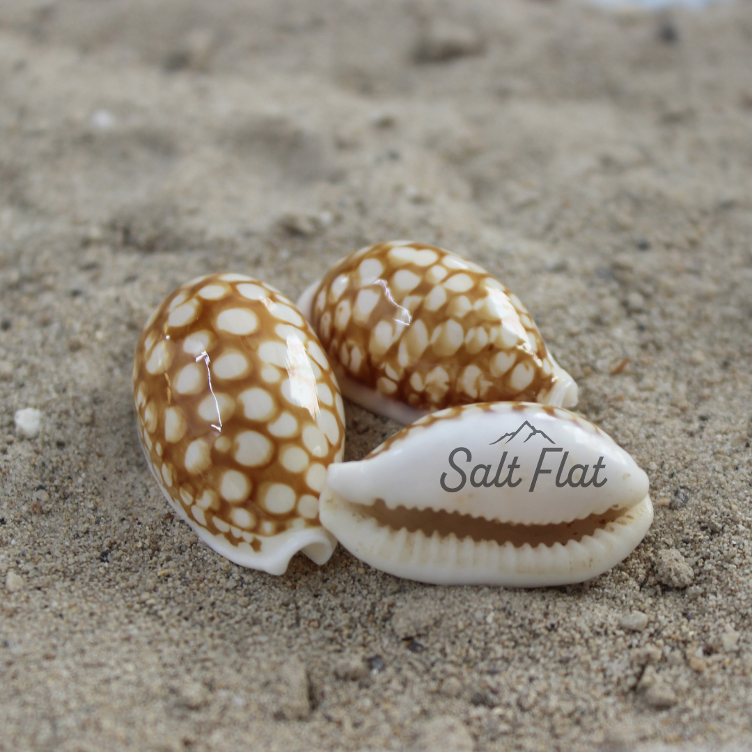 Sieve Cowrie 1-1.25"