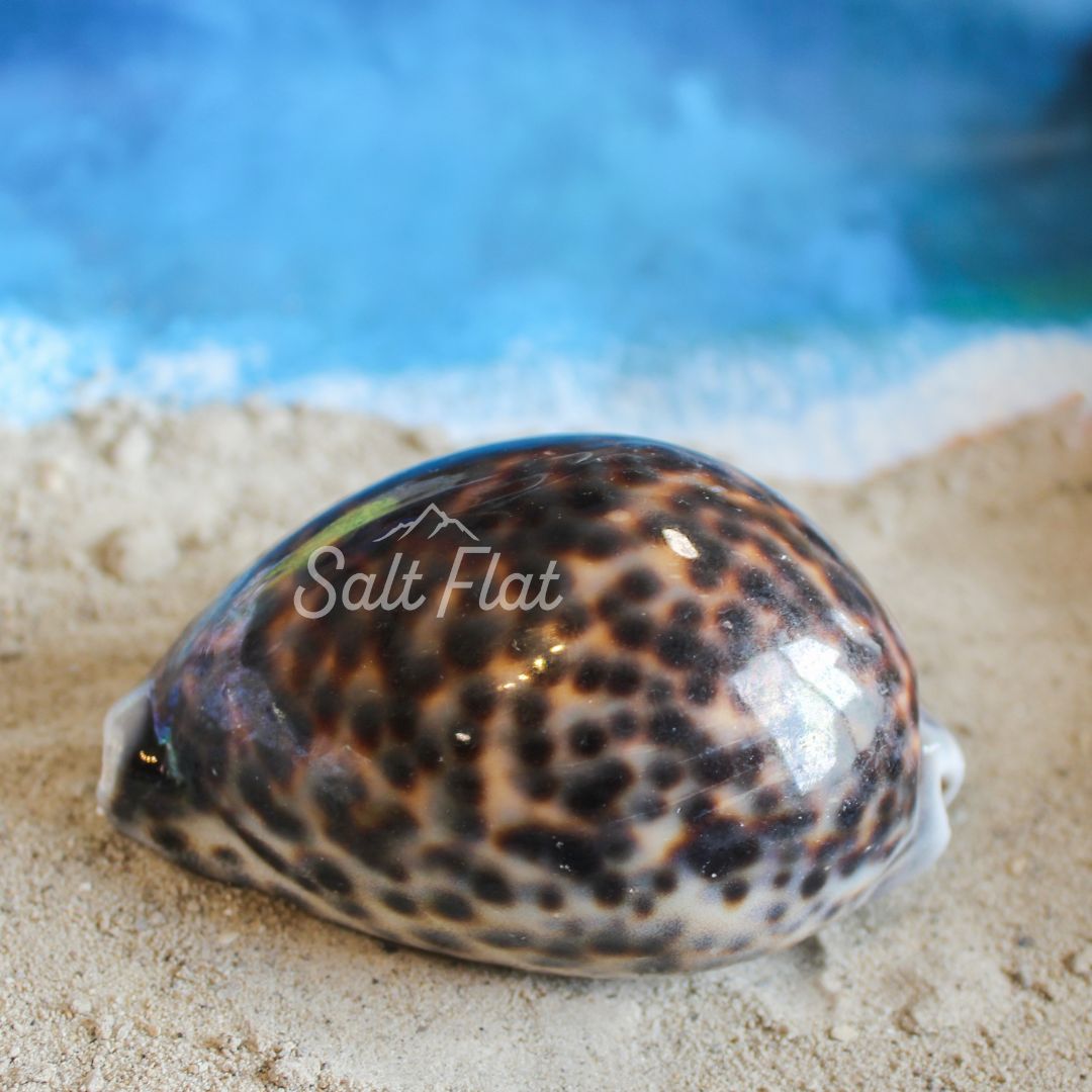 Tiger Cowrie 2.5-3"