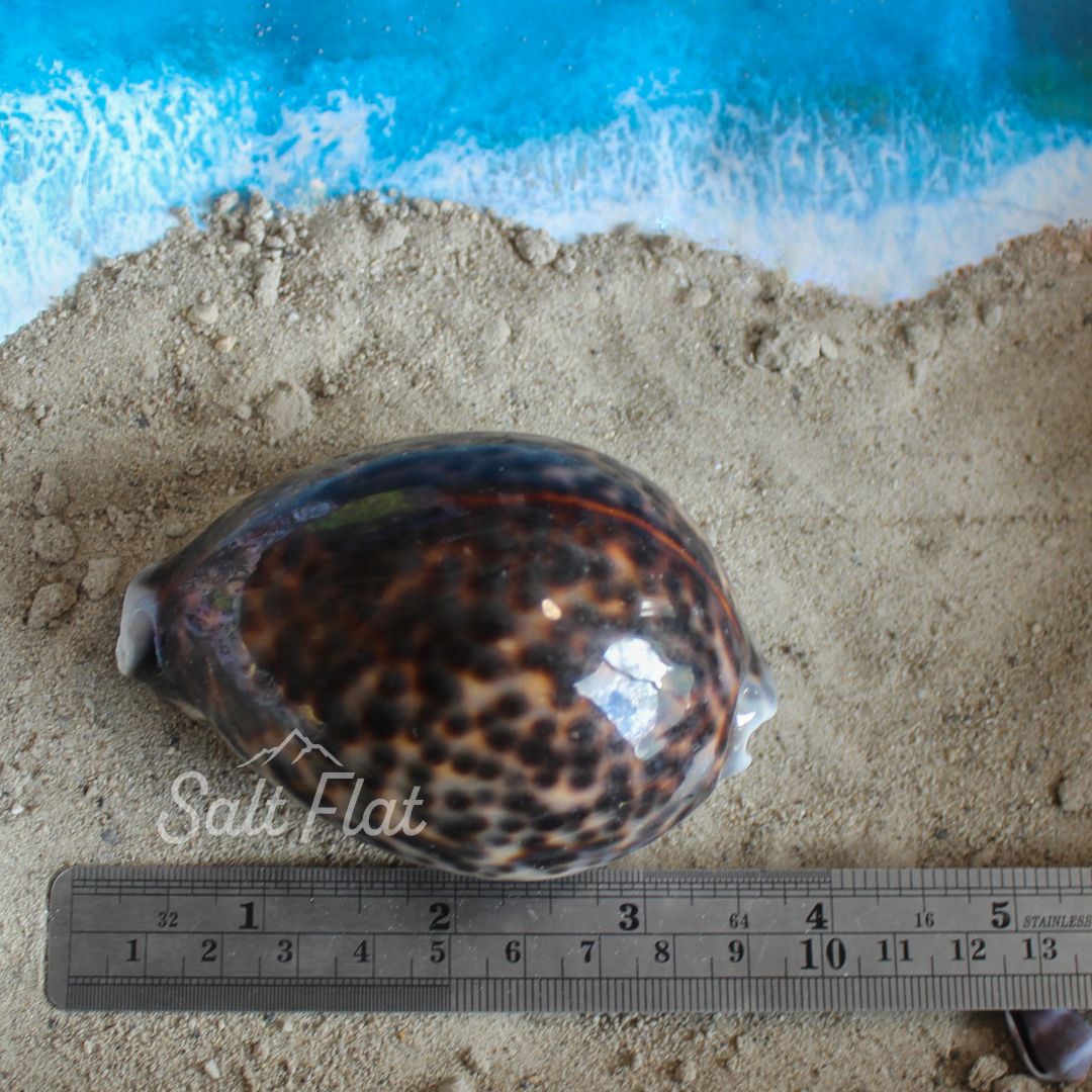 Tiger Cowrie 2.5-3"