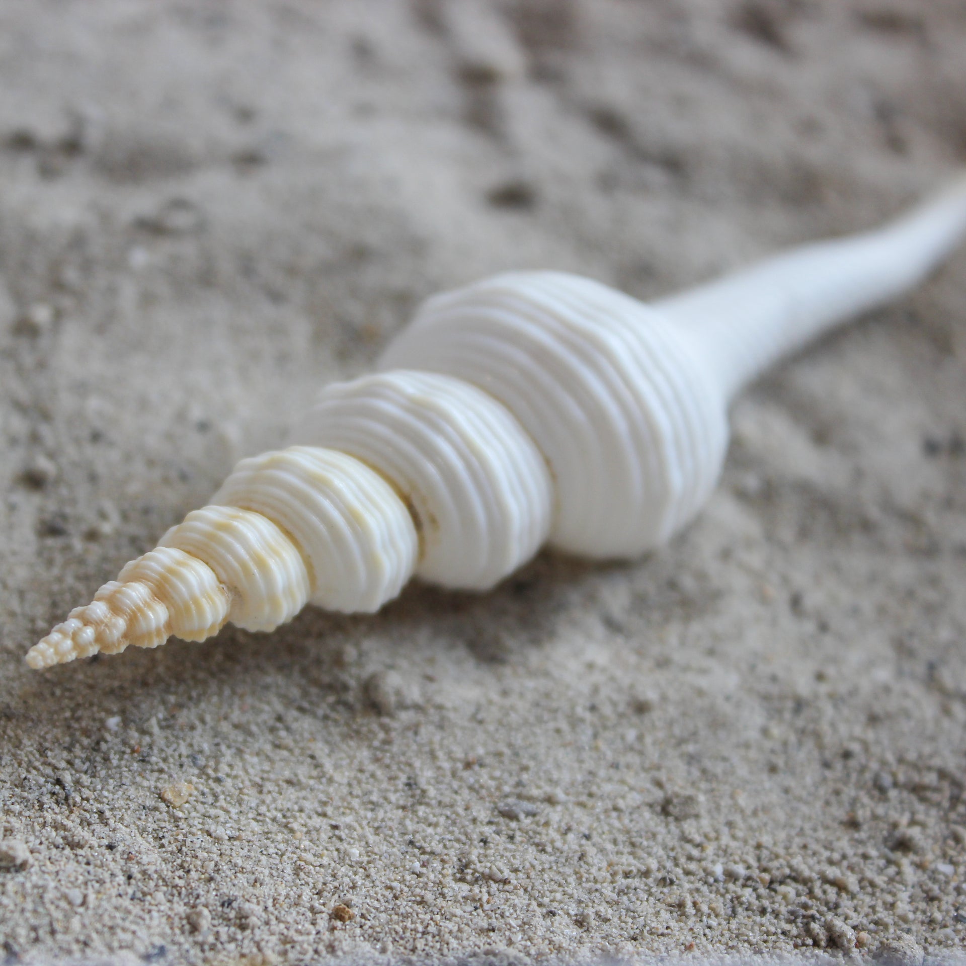 White Spindle 4-4.5"