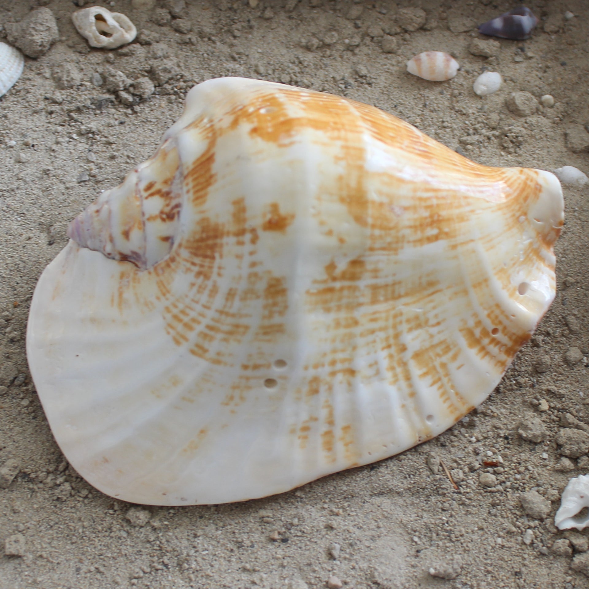 Wide Pacific Conch
