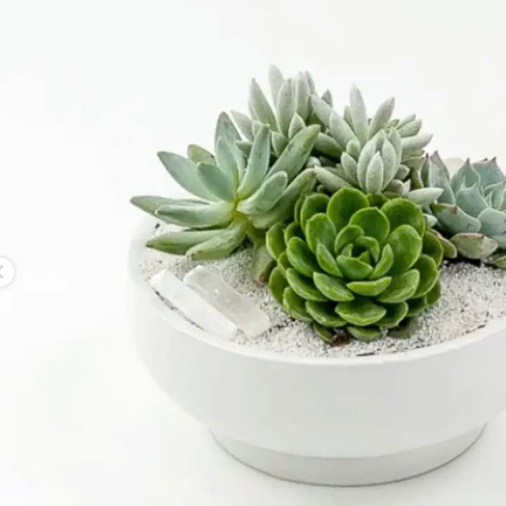 7" Pedestal Home and Garden Bowls
