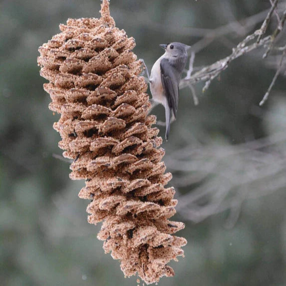 Giant Pine Cone