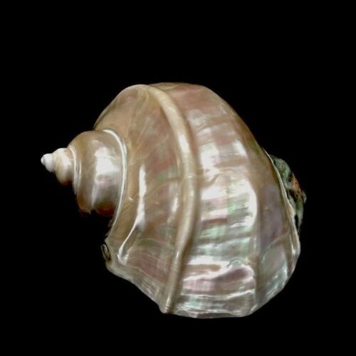 Turbo gigante de 7-8"