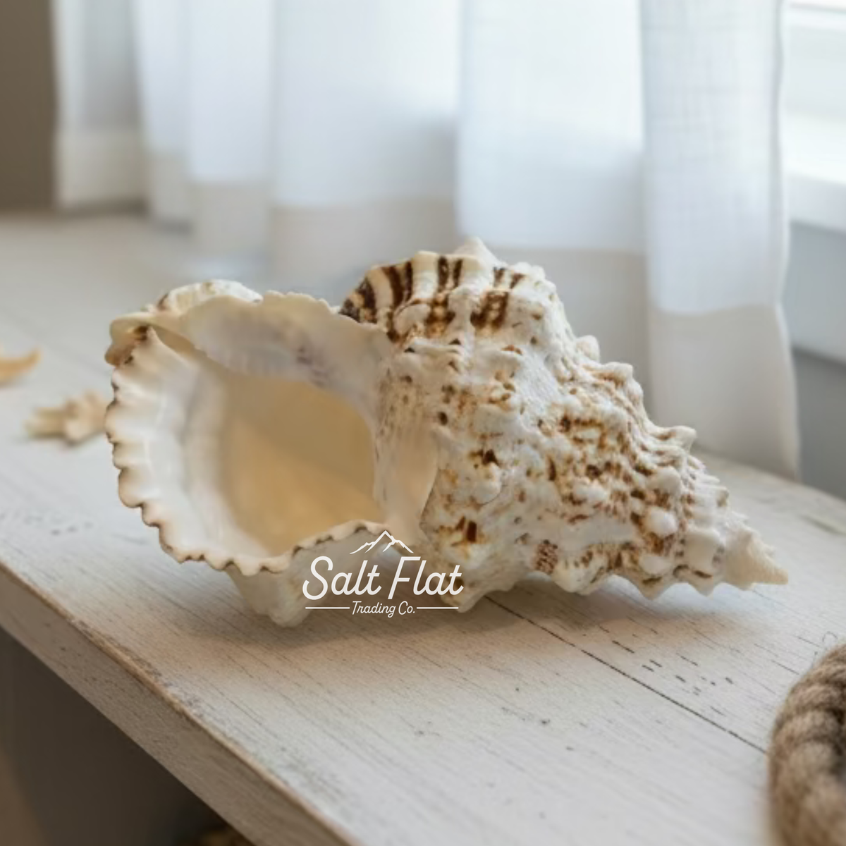 Giant Frog Shells