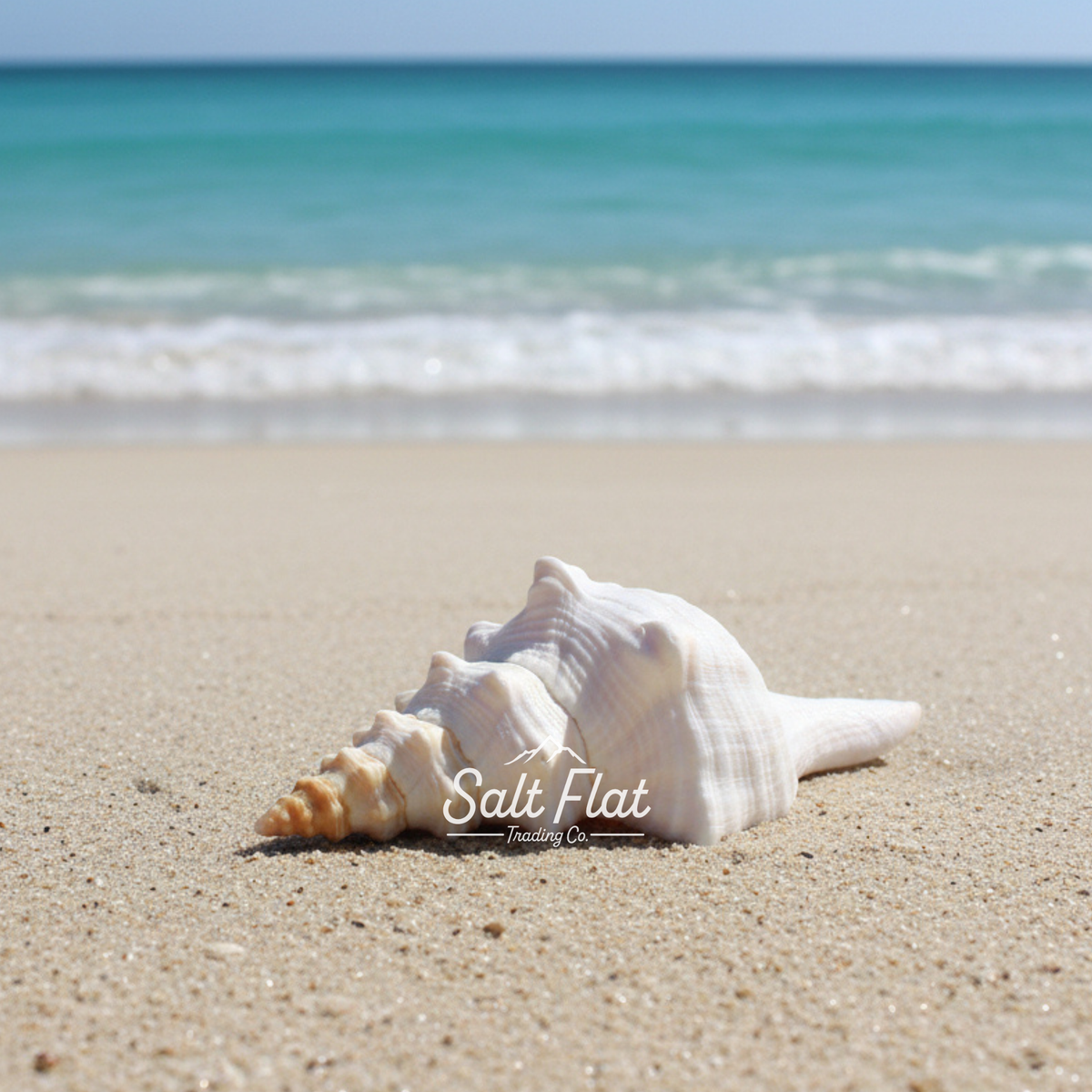 Horse Conch 6-8"