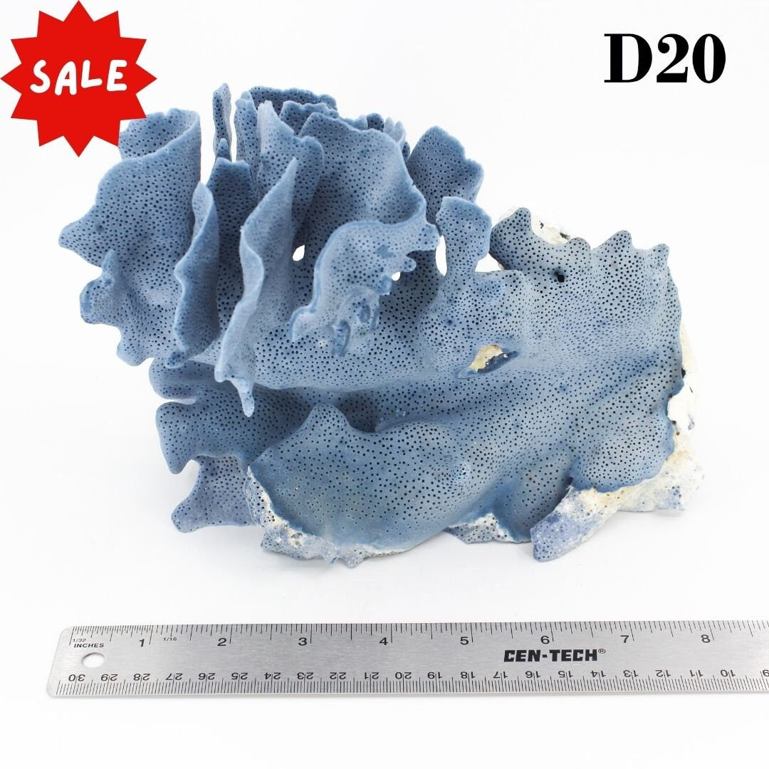 Blue Coral 7-10"