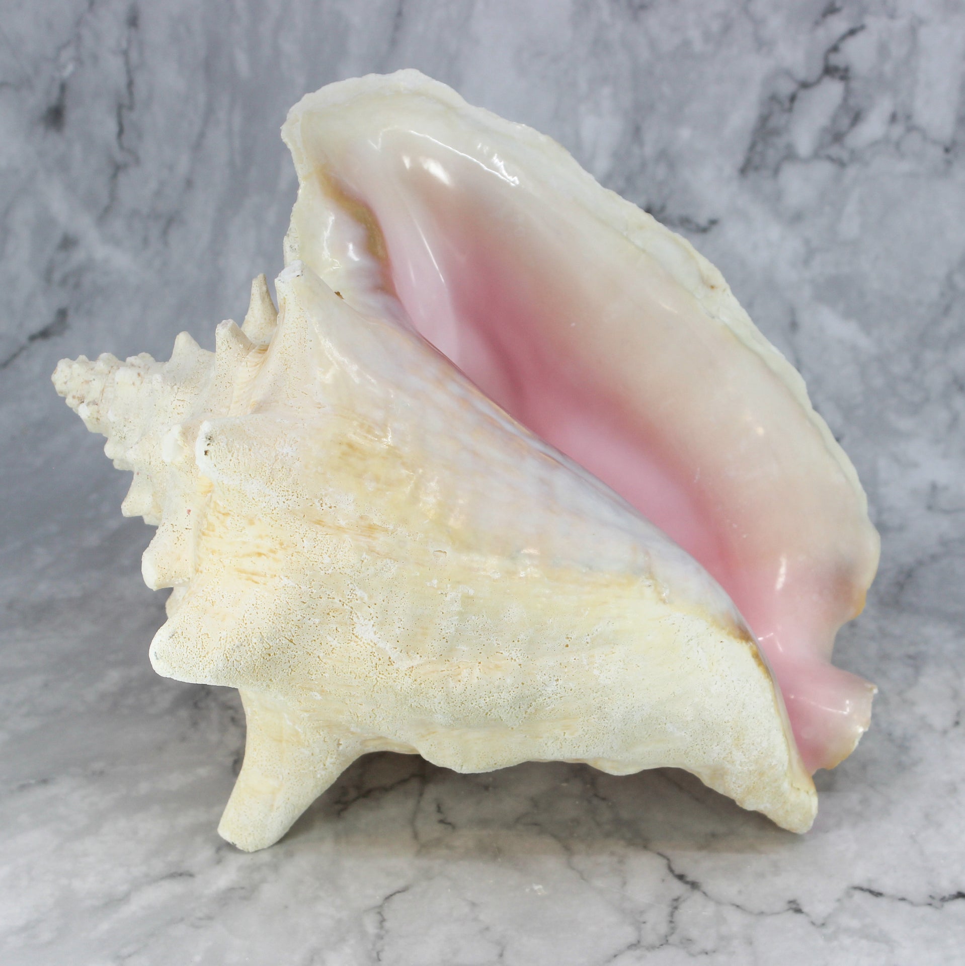 Pink Conch