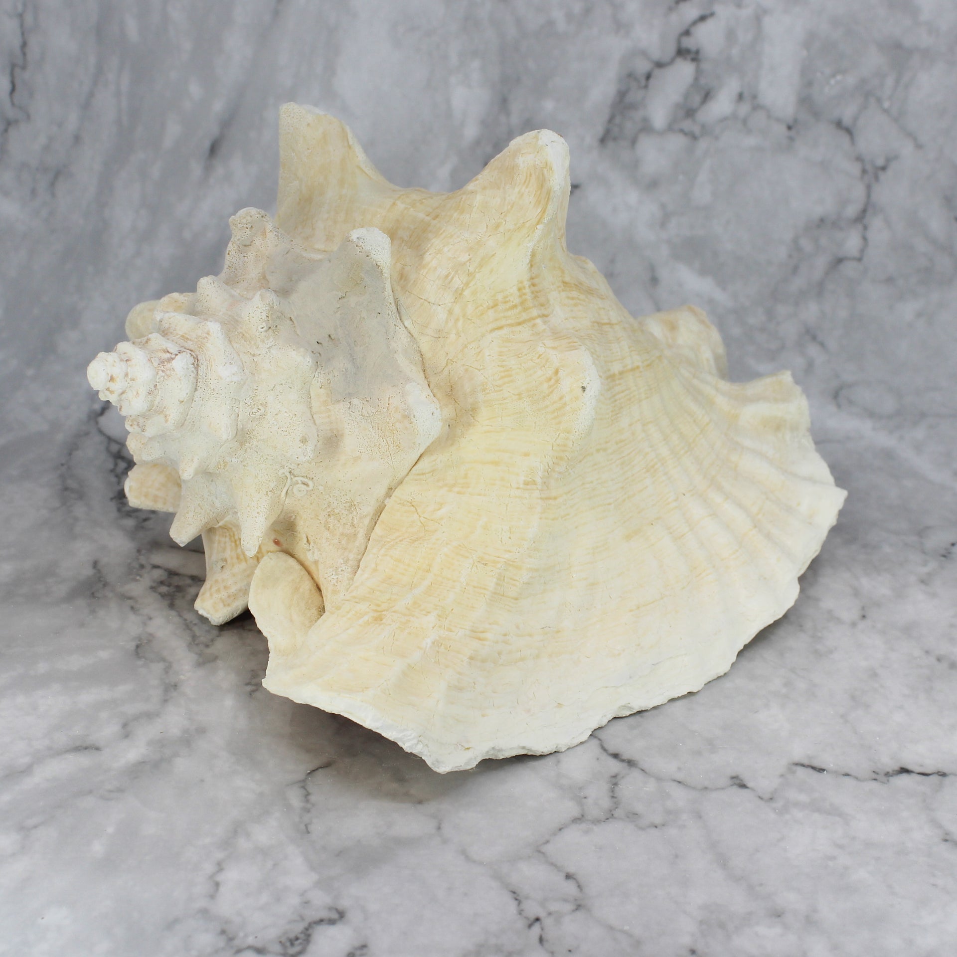 Pink Conch