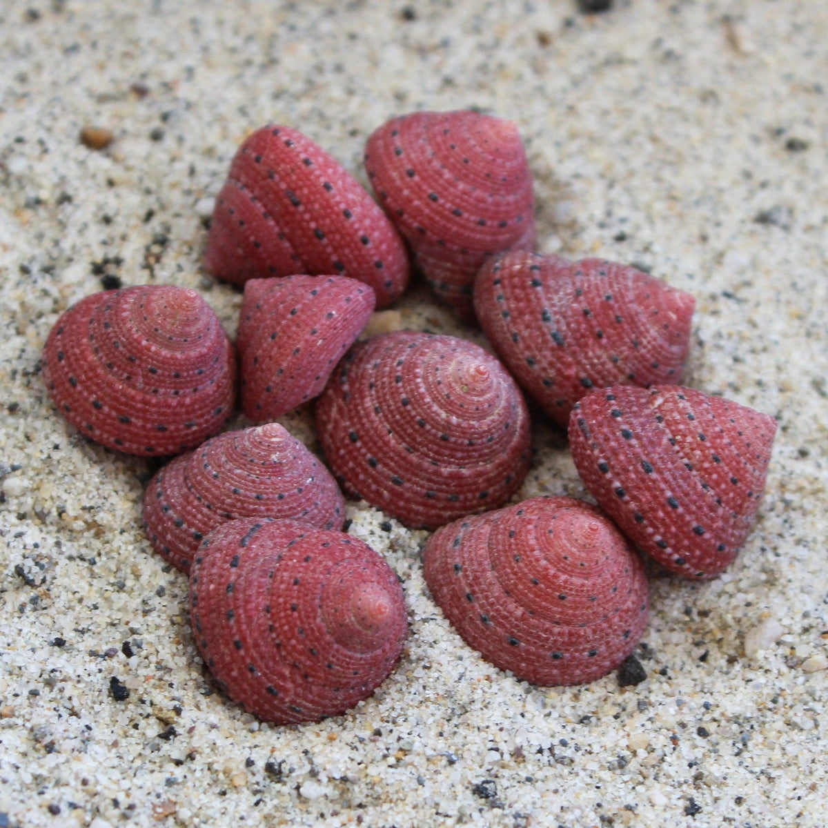 Strawberry Top 1-2cm