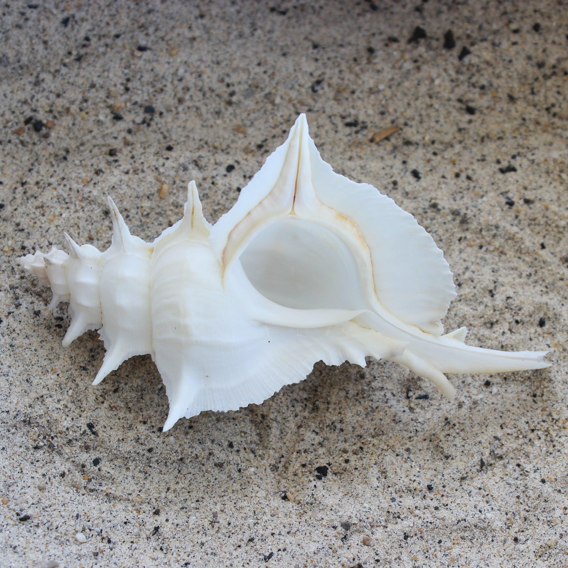 White Alabaster Murex 5-5.5"