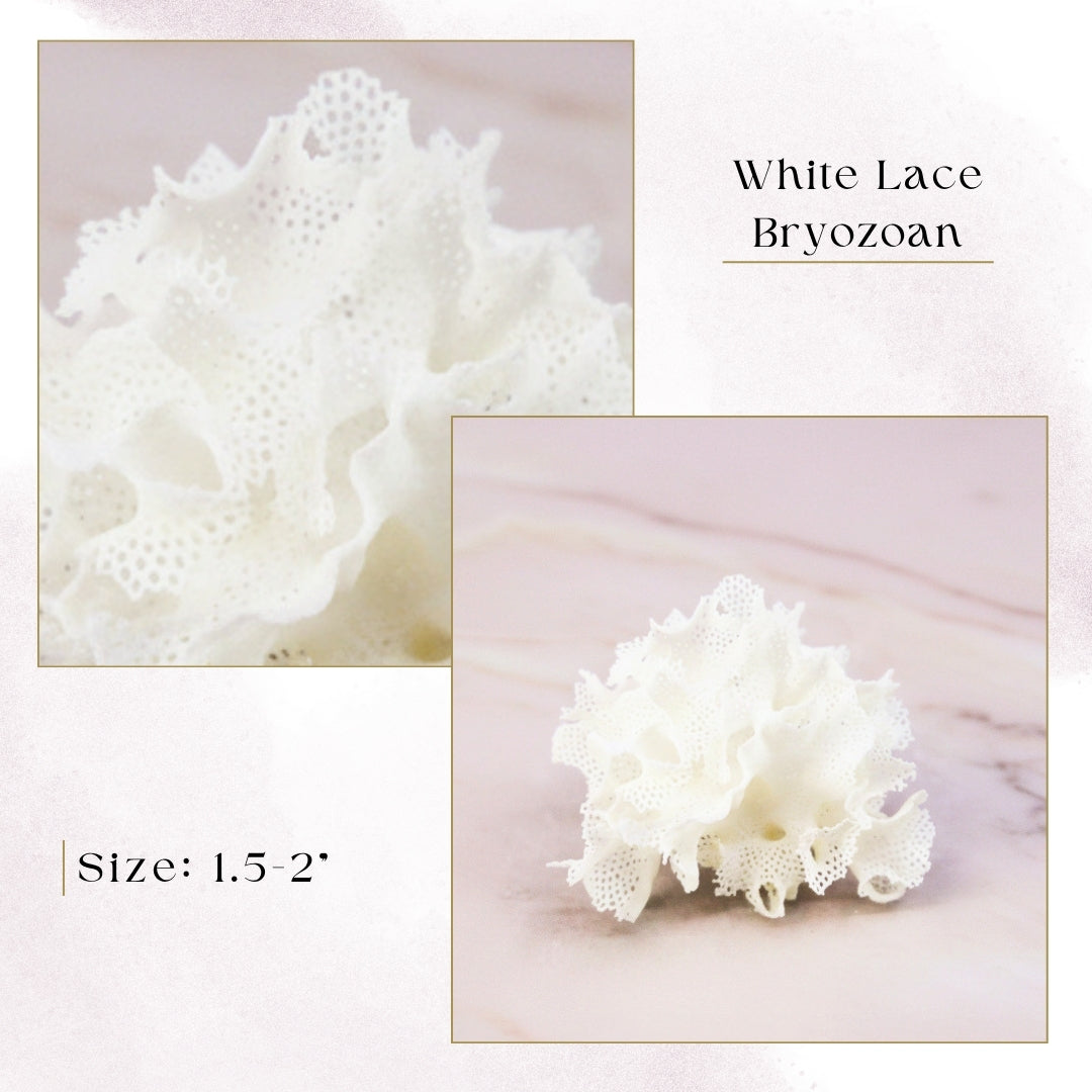 Exclusive Coral Drops | Week 3