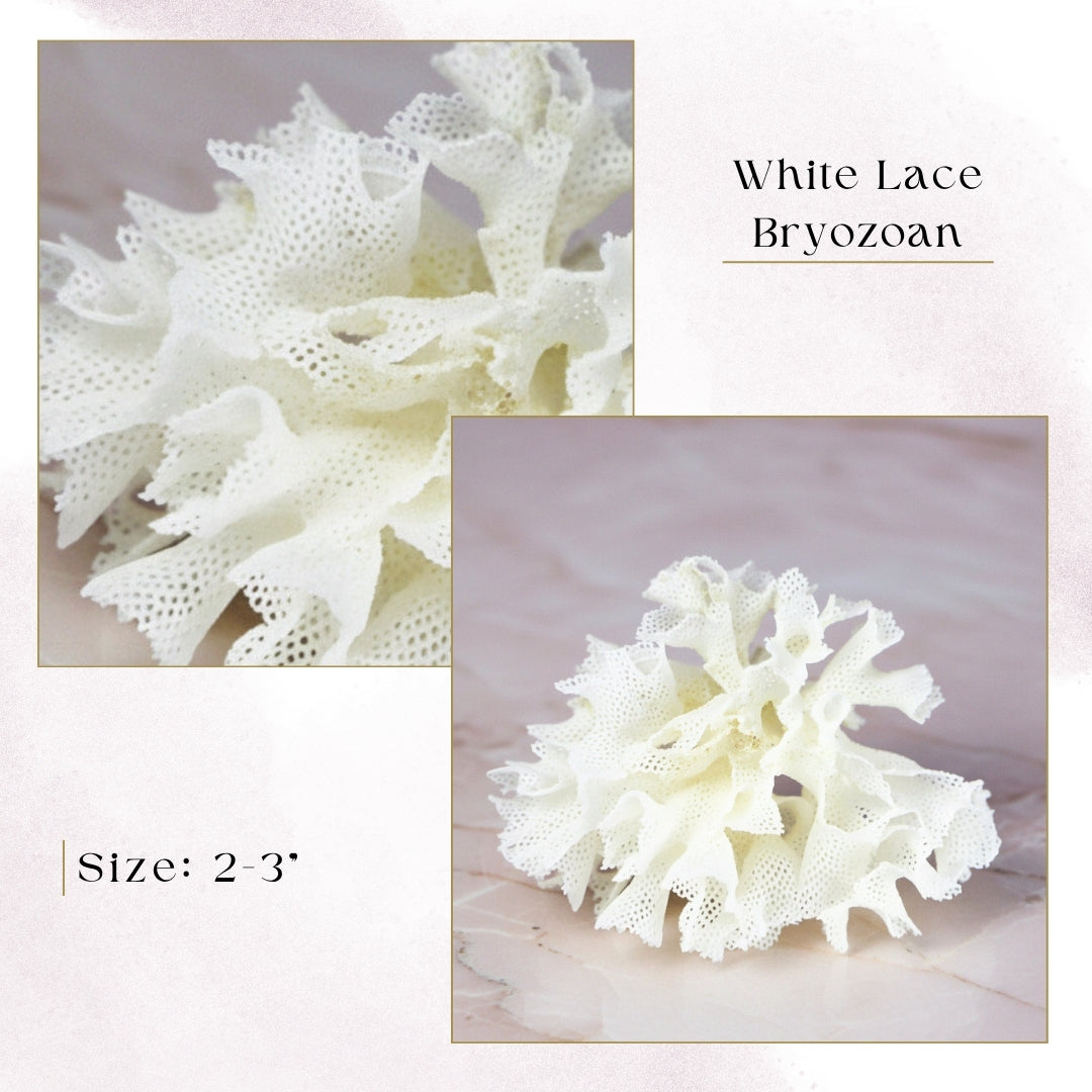 Exclusive Coral Drops | Week 3